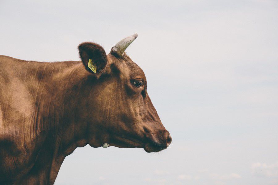 Side View of Brown Cow Free Stock HD Photo