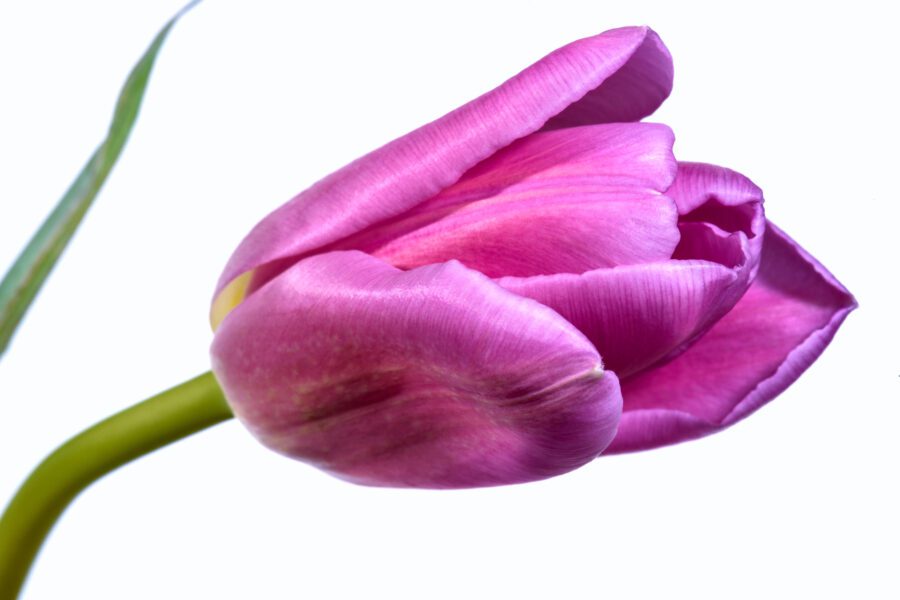 Single Pink Tulip Free Stock HD Photo