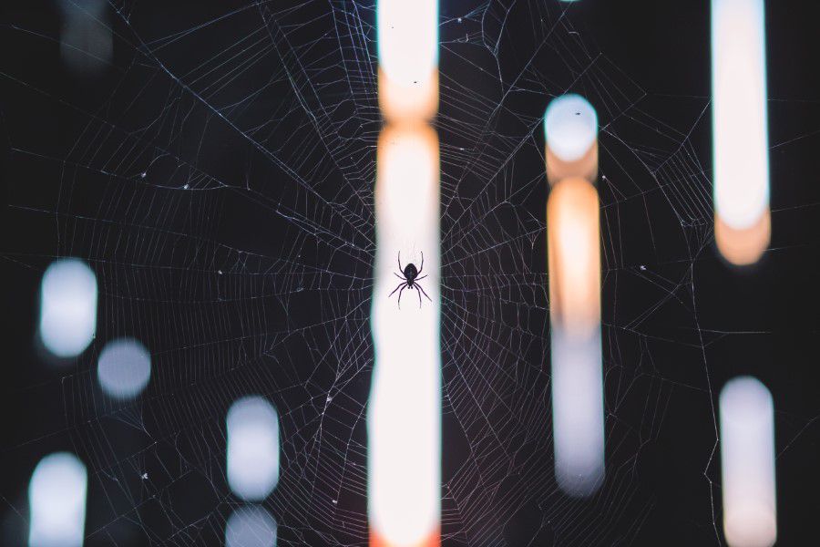 Spider on Web Free Stock HD Photo