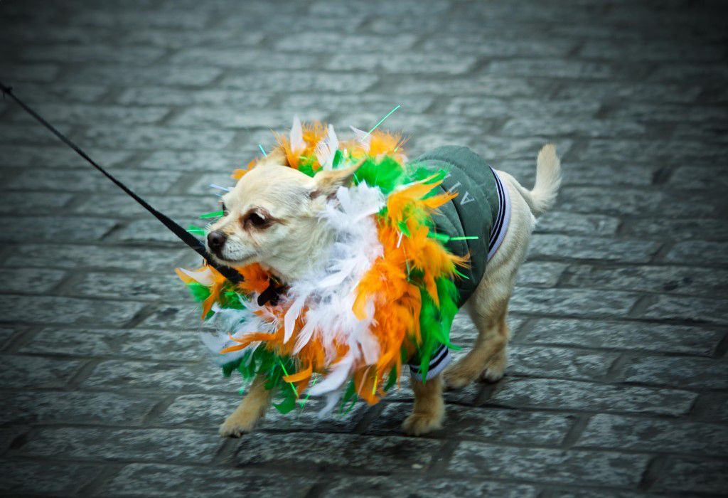 St. Patrick’S Day Madra Free Stock HD Photo