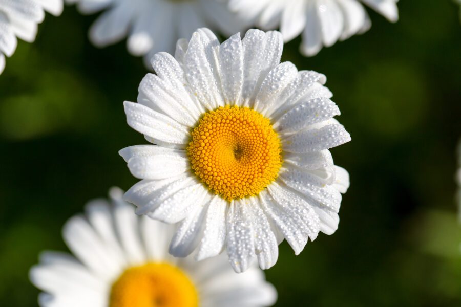 White Daisy Flower Free Stock HD Photo