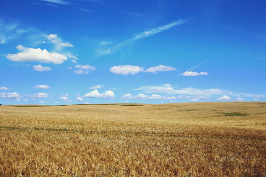 Summer Field & Blue Sky Free Stock HD Photo