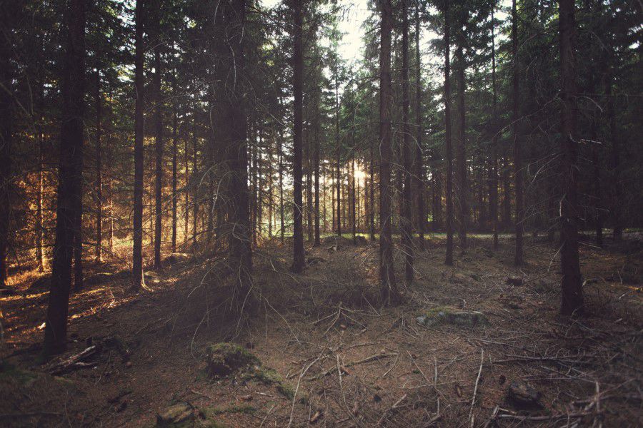 Sunlight Trough Trees Free Stock HD Photo