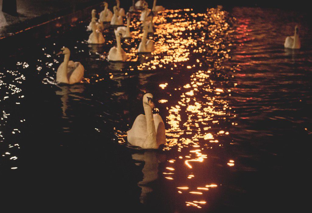 Swan Patrol Free Stock HD Photo