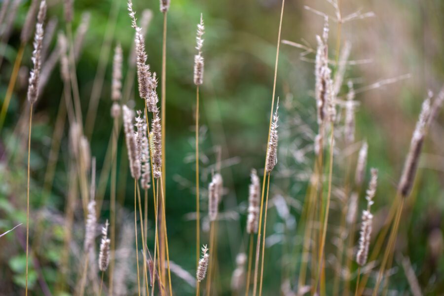 Tall Grass Background Free Stock HD Photo