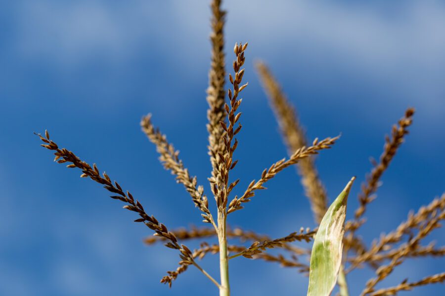 Tall Grass Sky Free Stock HD Photo