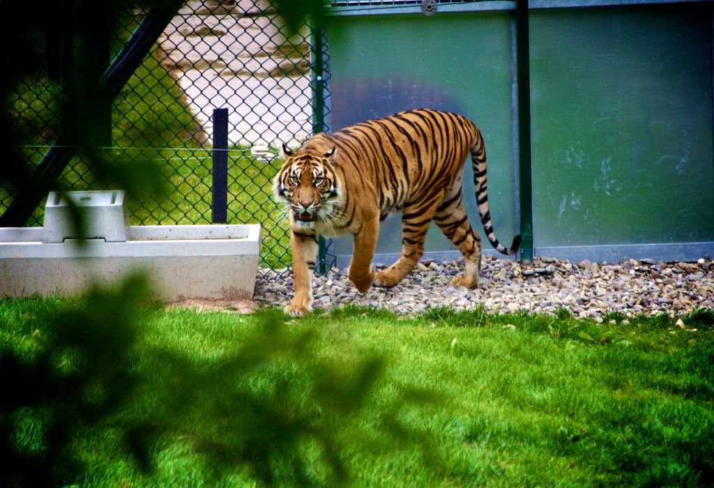 Tiger Stare Free Stock HD Photo