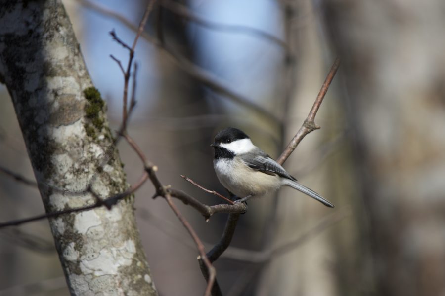 Tiny Bird Trees Free Stock HD Photo