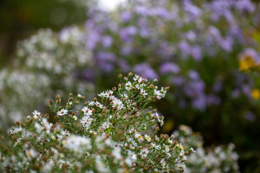 Small Flowers Nature Free Stock HD Photo