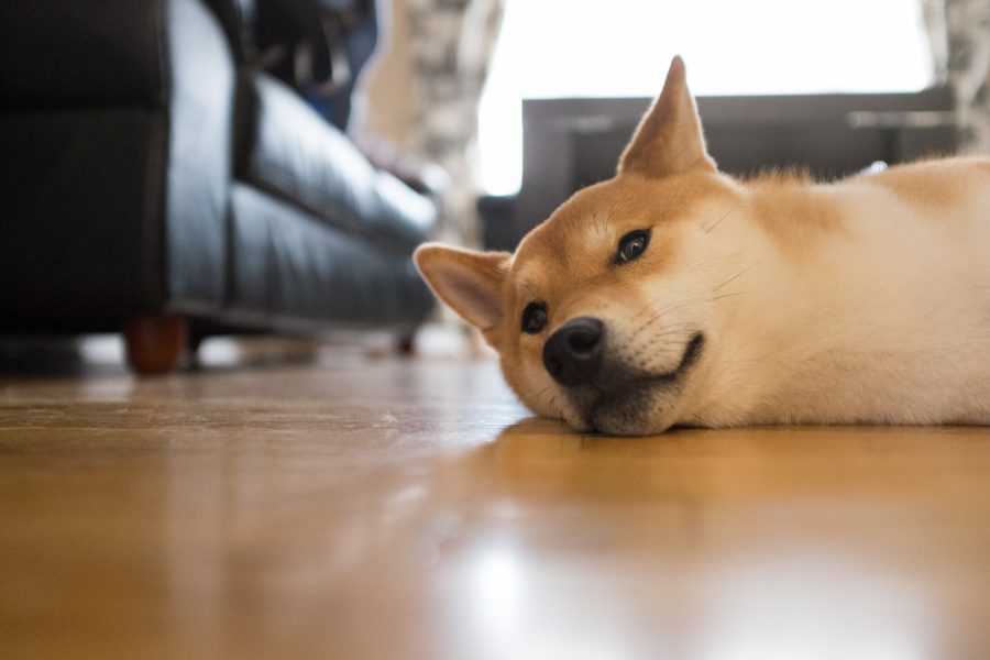 Tired Dog Floor Free Stock HD Photo