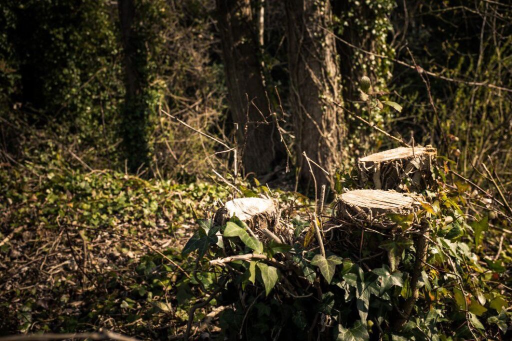 Tree Stump in the Forest Free Stock HD Photo