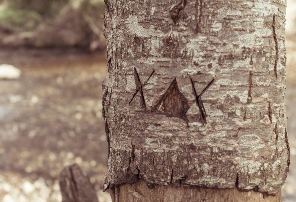 Tree Trunk Engraved Free Stock HD Photo