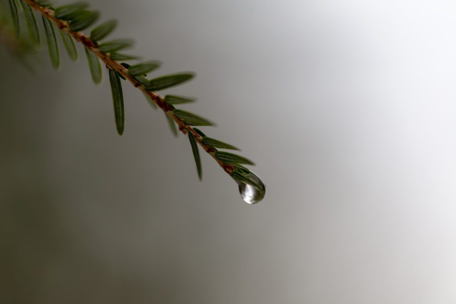 Tree Branch Droplet Free Stock HD Photo