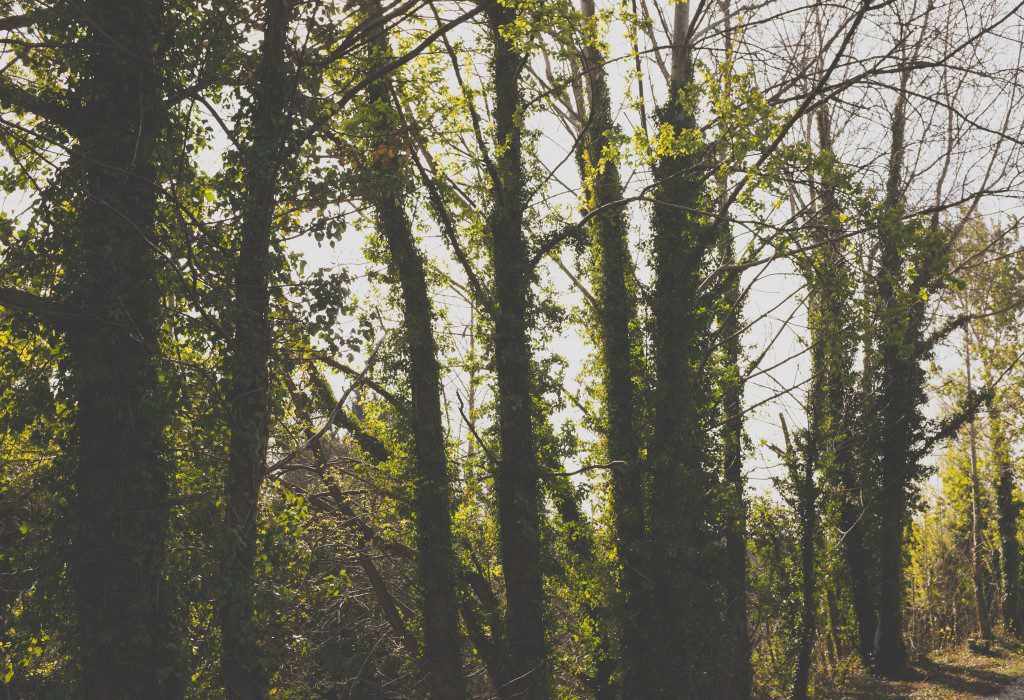 Green Trees in Forest Free Stock HD Photo