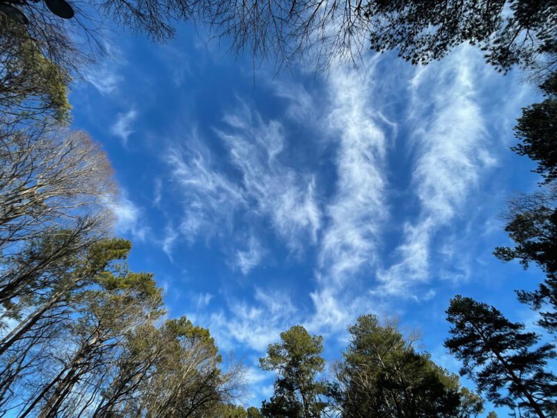 Trees Looking Up Free Stock HD Photo