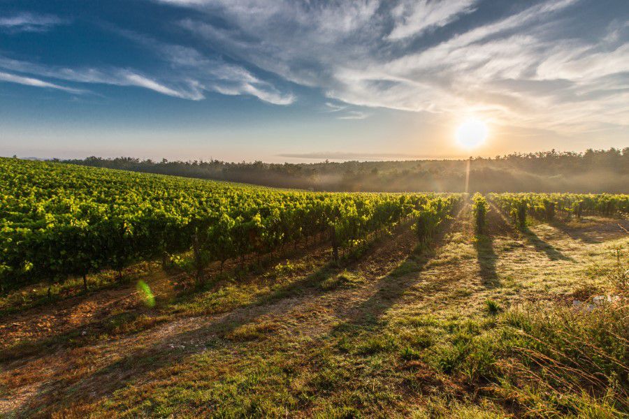 Tuscany Vineyards Free Stock HD Photo