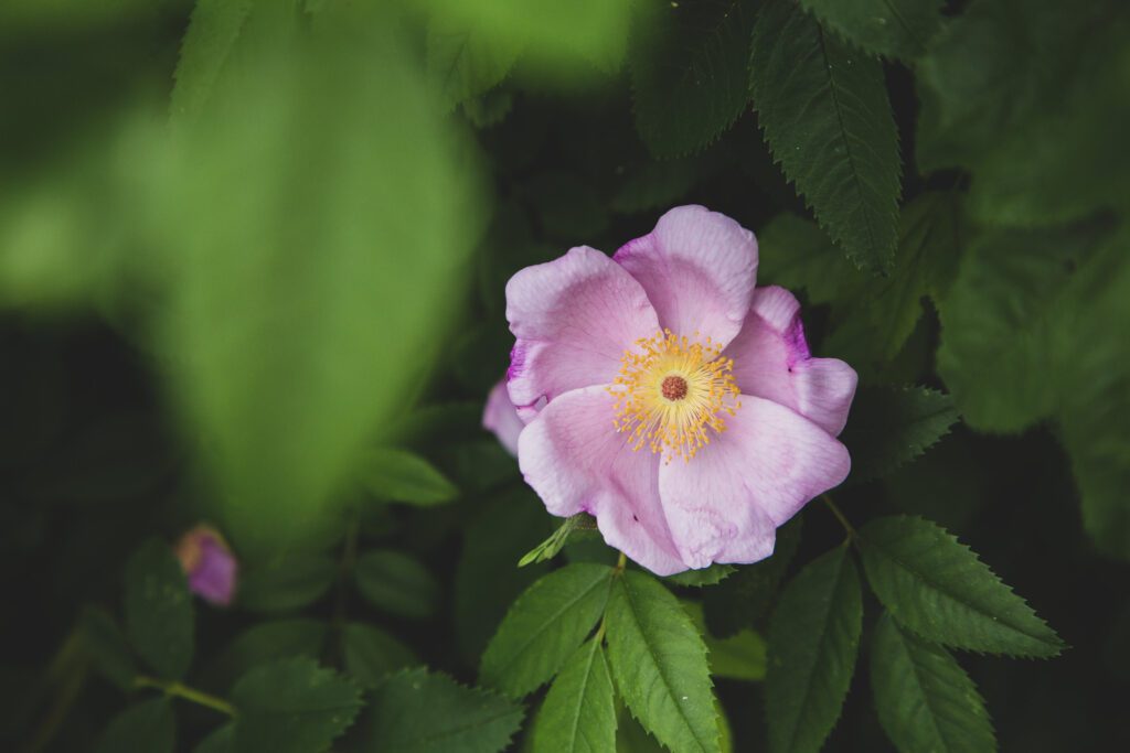 Bloom Pink Flower Free Stock HD Photo