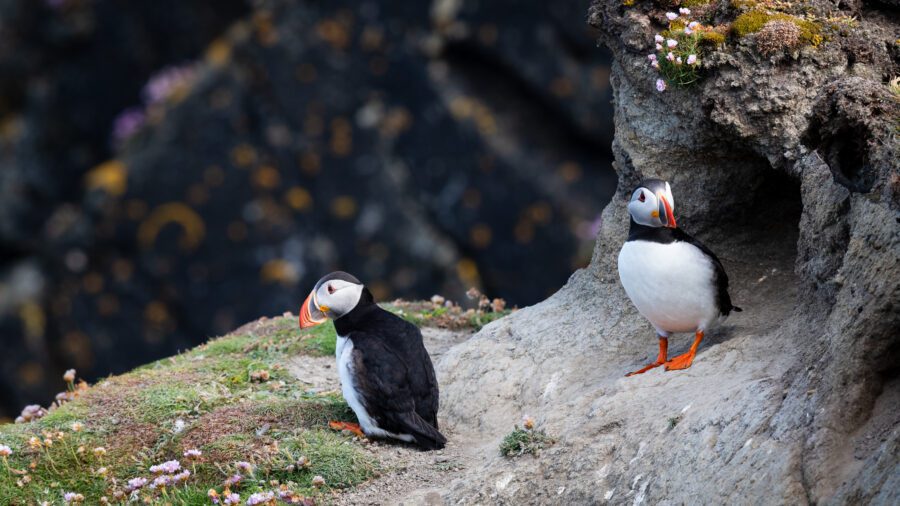 Puffins Birds Nature Free Stock HD Photo