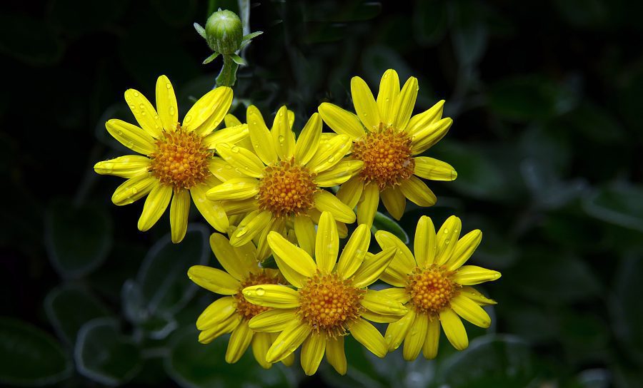 Yellow Flowers in Rain Free Stock HD Photo