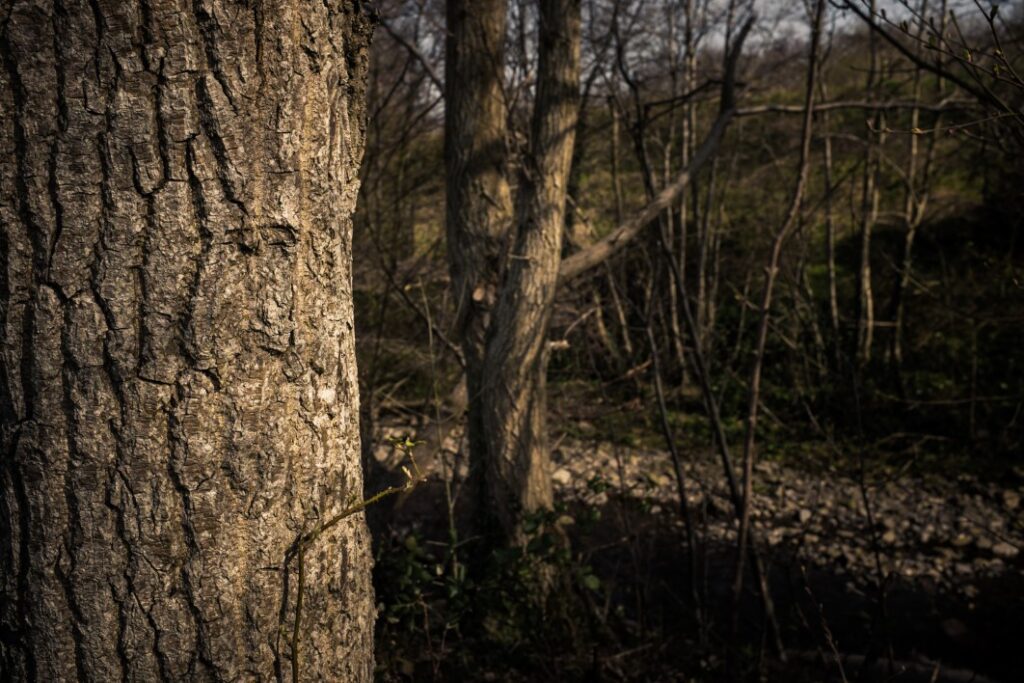 View Trees Forest Free Stock HD Photo