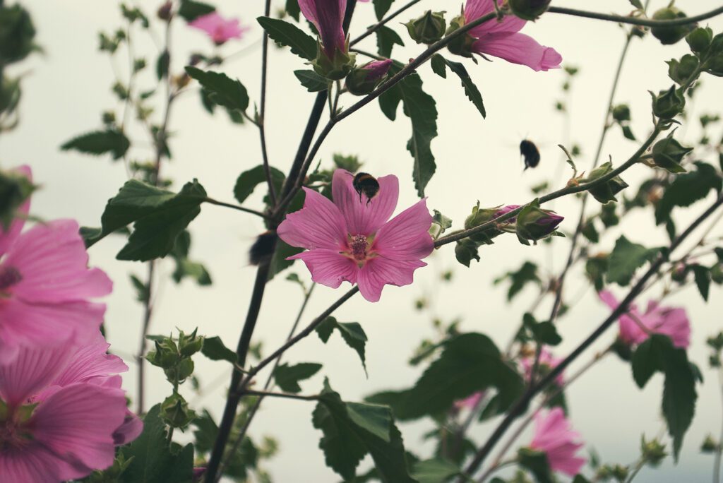 Vintage Flowers Outdoors Free Stock HD Photo