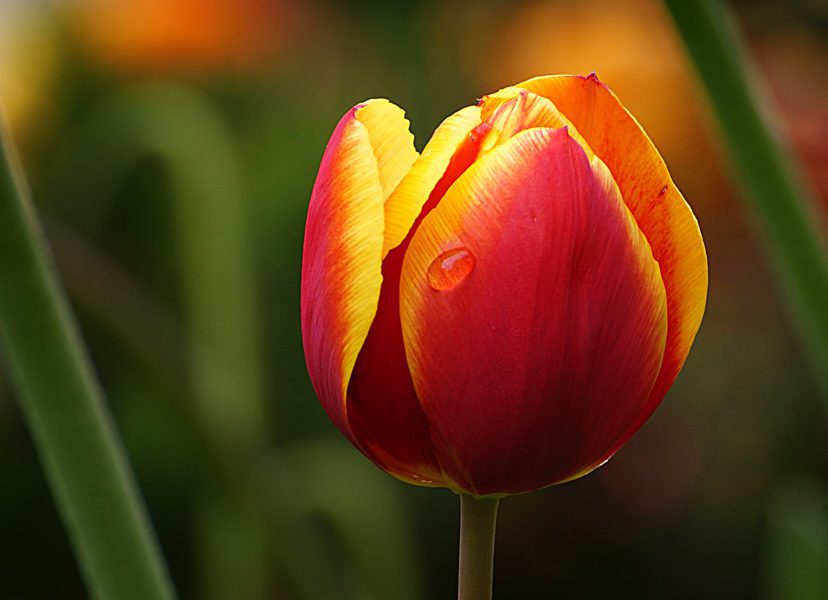 Tulip Flower Macro Free Stock HD Photo