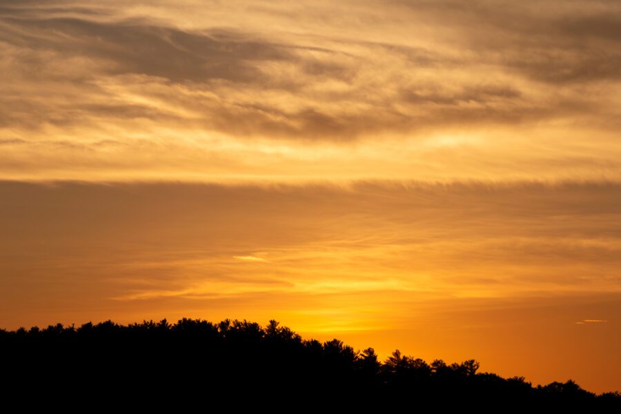 Orange Sunset Trees Free Stock HD Photo