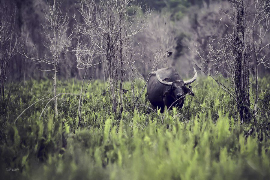 Water Bison Free Stock HD Photo