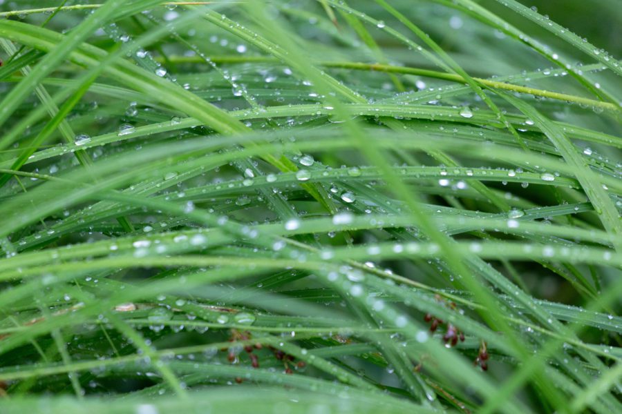 Grass Dew Rain Free Stock HD Photo