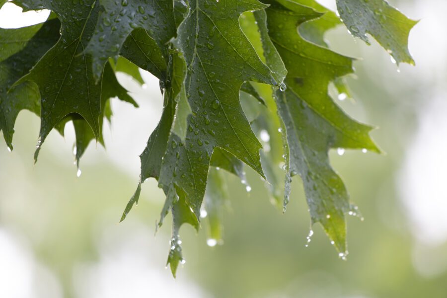 Wet Leaves Close Free Stock HD Photo