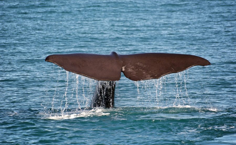 Whale Ocean Water Free Stock HD Photo