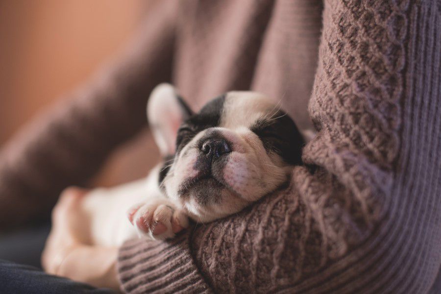 White & Black Puppy Free Stock HD Photo