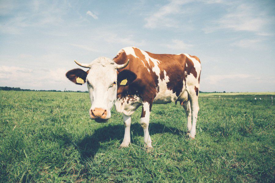 White & Brown Cow in Field Free Stock HD Photo