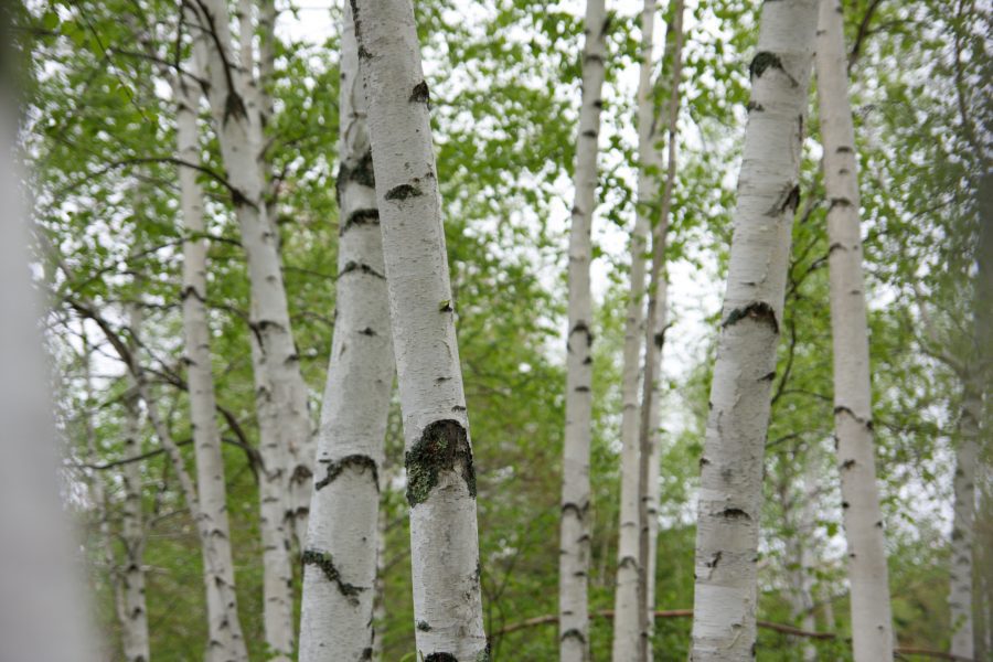 White Birch Trees Free Stock HD Photo