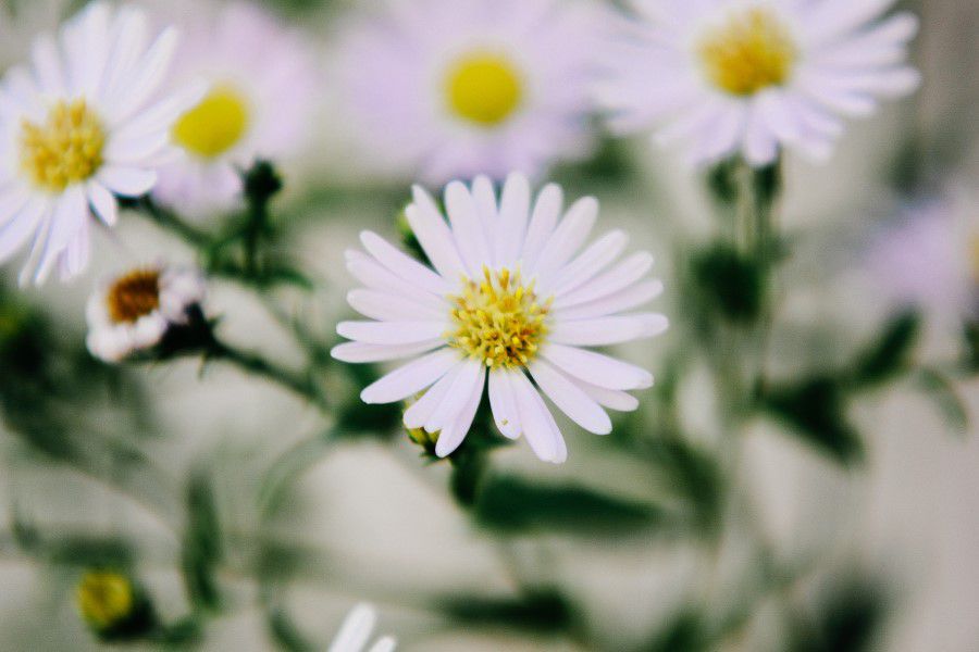 White Flowers Free Stock HD Photo