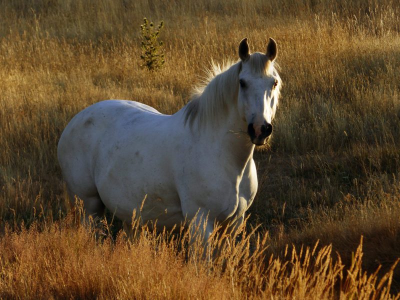 White Horse Pasture Free Stock HD Photo