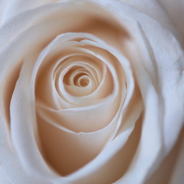 White Rose Flower Free Stock HD Photo