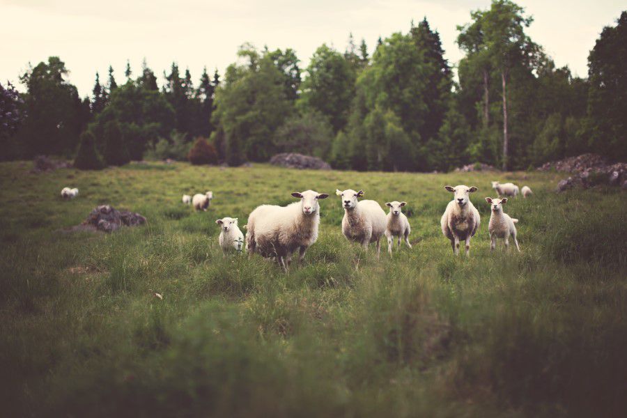 White Sheep in Field Free Stock HD Photo