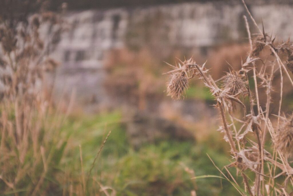 Withering Plant in Autumn Free Stock HD Photo