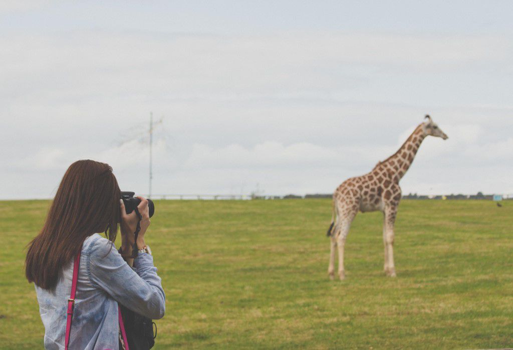 Woman Taking Photos Of A Giraffe Free Stock HD Photo