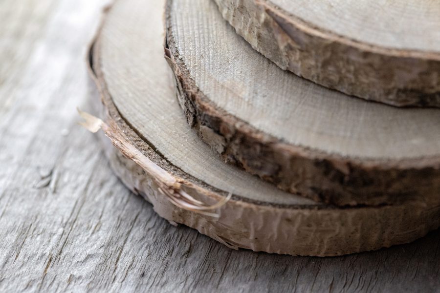 Birch Wood Slices Free Stock HD Photo