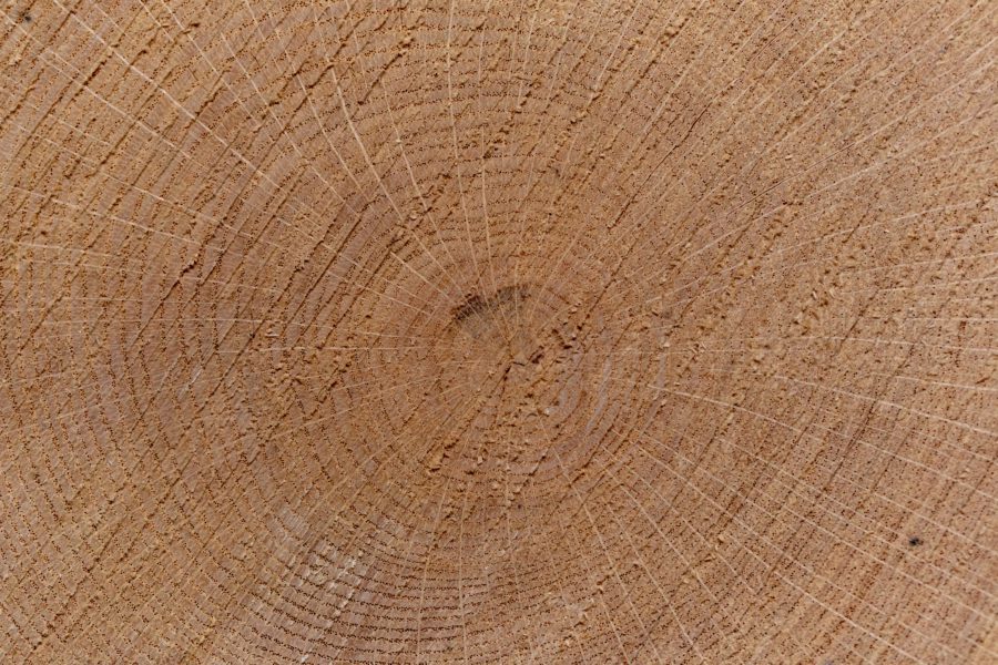 Tree Ring Background Free Stock HD Photo