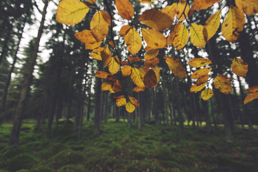 Yellow Bush in Autumn Free Stock HD Photo