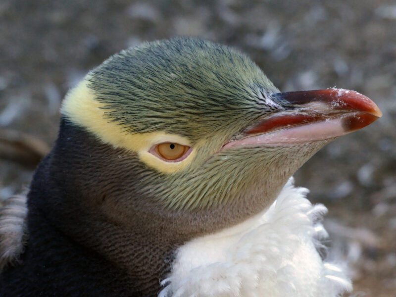 Penguin Wildlife Bird Free Stock HD Photo