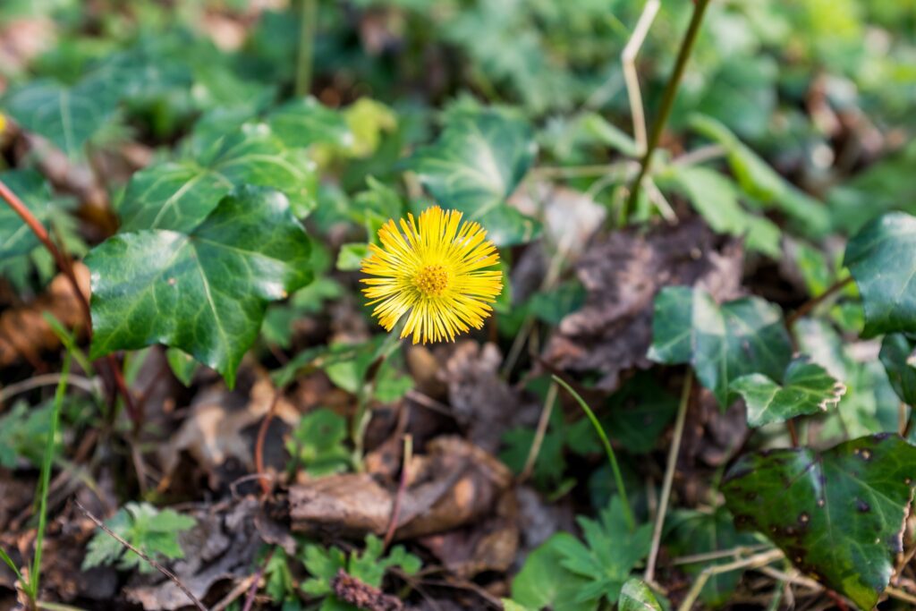 Yellow Flower in Bloom Free Stock HD Photo