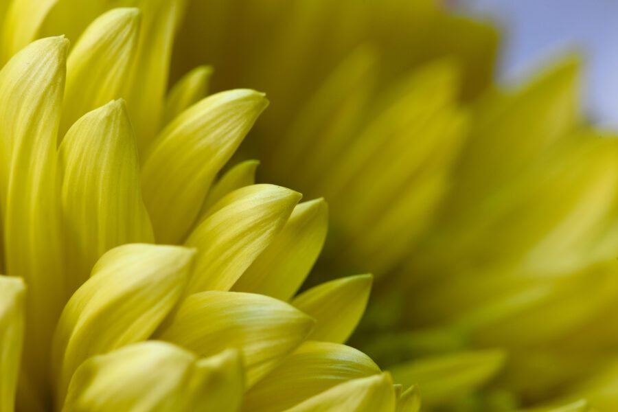 Yellow Macro Flower Free Stock HD Photo