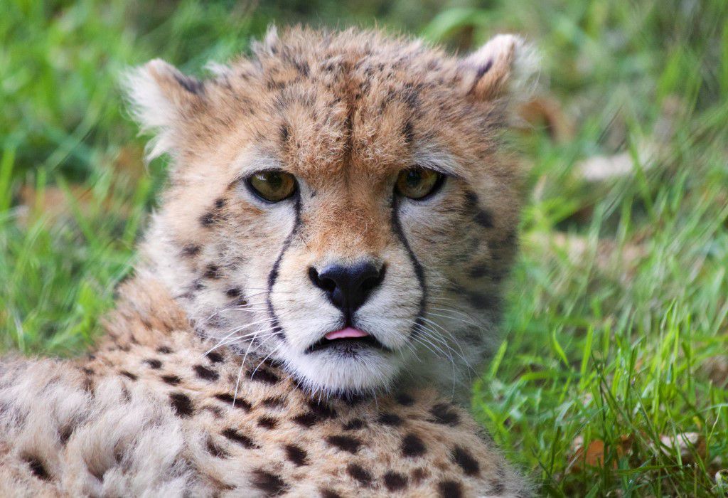 Young Cheetah Free Stock HD Photo