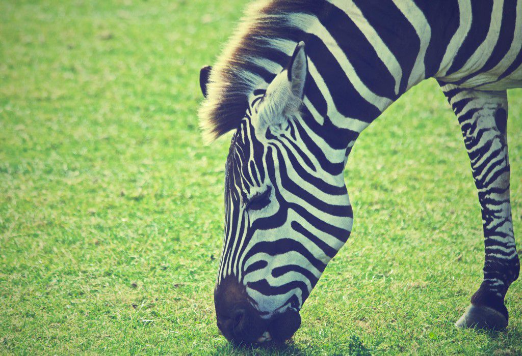 Zebra Spike Free Stock HD Photo