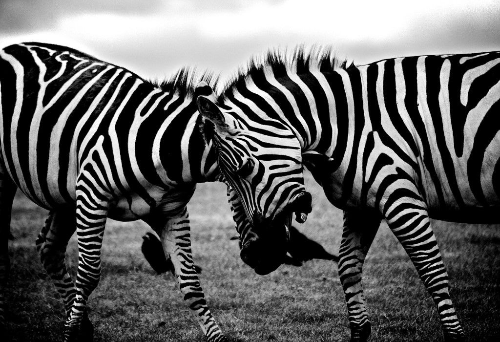 Zebras Clash Free Stock HD Photo