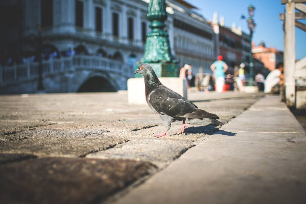 Pigeon in Venice Streets Free Photo